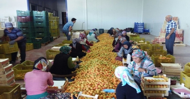 18 Ton Kayısıda Akdeniz Sineği Bulundu İddiasına İhracatçılardan Tepki