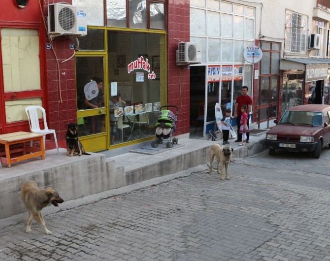 Mut’ta Başıboş Sokak Köpekleri Toplanıyor