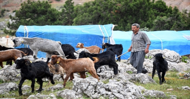 Mersinde Hayvan Destekleri Hayvancılık İçin Umut Oluyor