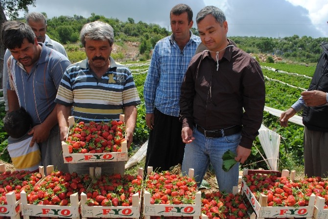 Silifke’de Yaylalarda Domatese Alternatif Çilek Ekildi