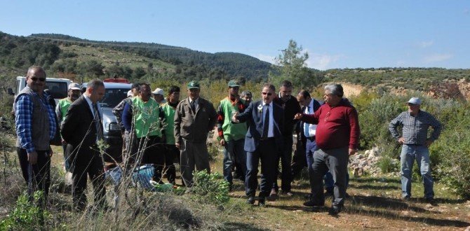 ’Yabani Zeytin’ Aşılamaları İle Yöre Halkının Geliri Artacak