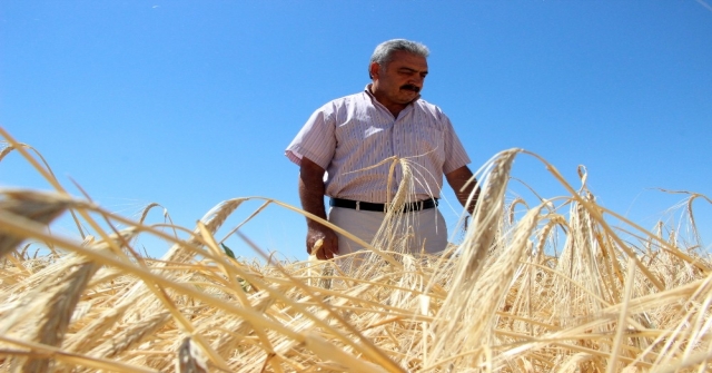 Arpa Hasadı Çiftçinin Yüzünü Güldürüyor