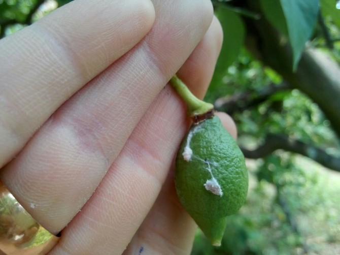 Tarım Danışmanları Limon İçin Sahada