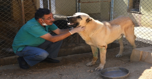 Felçli Sokak Köpeği Hayvan Barınağında Sağlığına Kavuştu