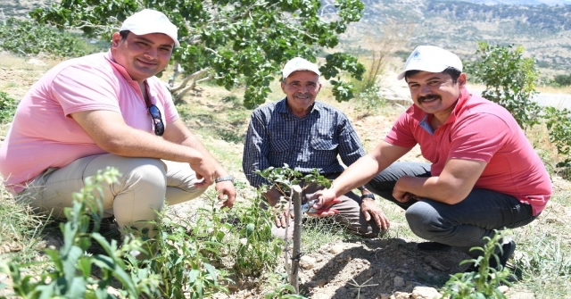 Mersinde Antep Fıstığı Üretimi Yeniden Canlandırıldı