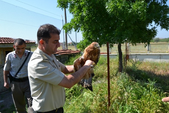 Yavru Şahine Jandarma Sahip Çıktı