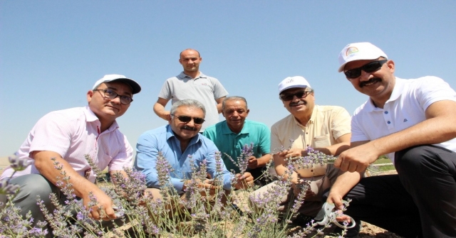 Karamanda Deneme Amaçlı Ekilen Lavanta Yüz Güldürdü