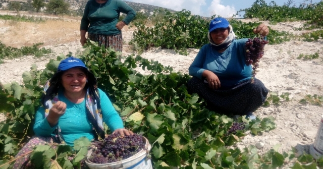 Gülnarda Kişniş Üzüm Hasadına Başlandı