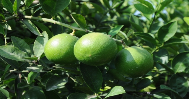 Mersinde Limon Hasadı Başladı