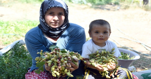 Mersinde Antepfıstığı Bereketi