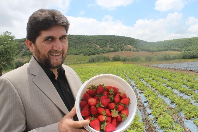 Derbent’te Organik Çilek Çiftçinin Yüzünü Güldürdü