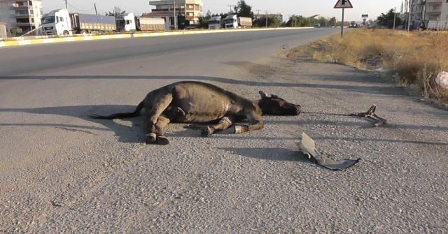 Başıboş Eşek Kazaya Sebep Oldu