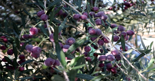 800 Yıllık Zeytin Ağacından İlk Hasat Yapıldı