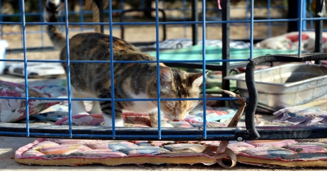 (Özel Haber) Türkiyede İlk Defa Okul Bahçesine Kedi Evi Kuruldu