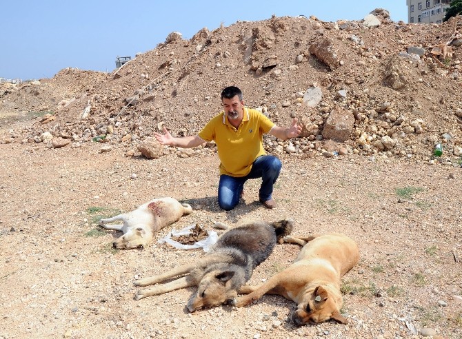 Mersin’de Köpek Katliamı