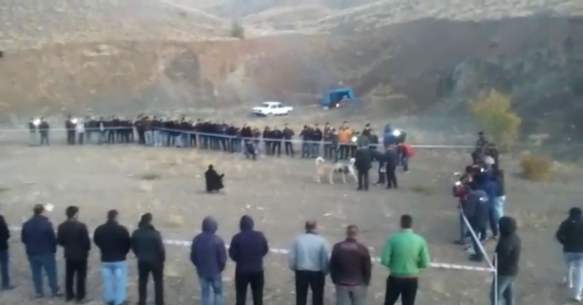 Bahisle Köpek Dövüşüne Jandarma Baskını