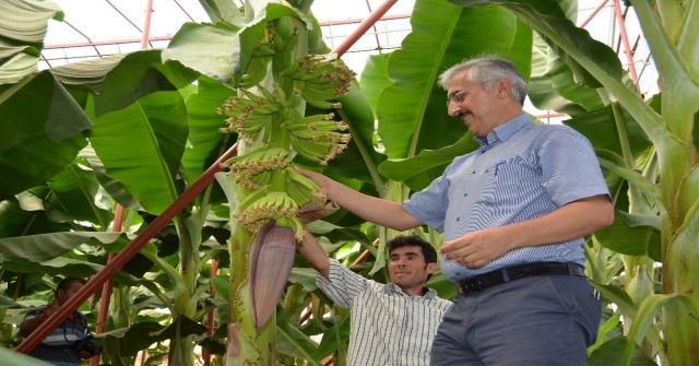 Orman Bölge Müdürlüğünden Yerli Muz Üreticisine Kredi Desteği