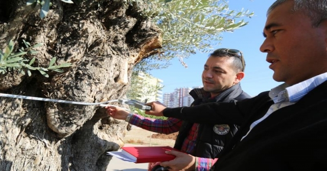 6 Metre Çapındaki Bin 500 Yıllık Zeytin Ağacı Görenlerin İlgi Odağı Oluyor