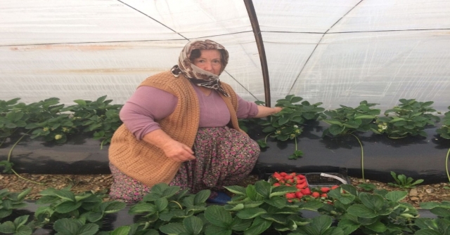 Anamurda Kış Mevsiminin İlk Çilek Hasadı Başladı