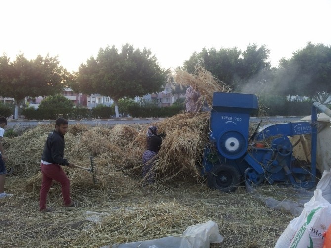 Bozyazı’da Ekin Hasadı Başladı