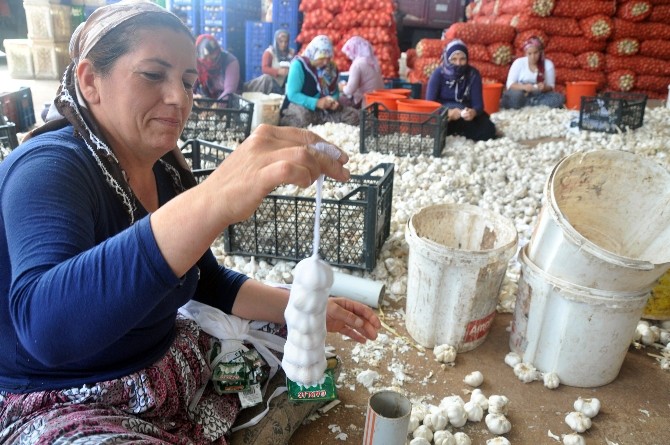 (Özel Haber) Sarımsak Üreticileri Sınır Ticaretinden Yana Dertli