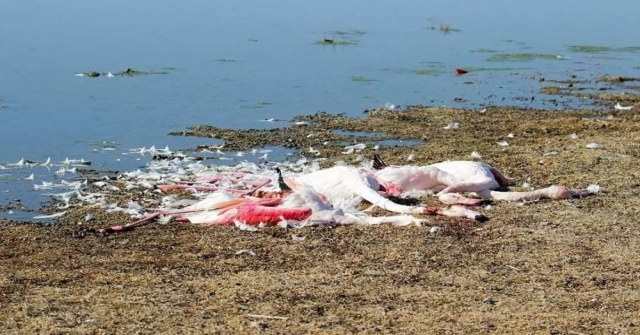 Ereğli Akgölde Flamingolar Vurulmuş Ve Parçalanmış Halde Bulundu