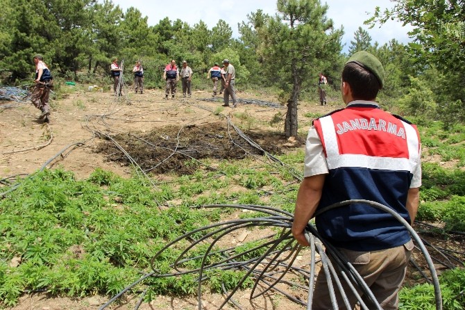 Jandarmadan Damlama Sistemli Kenevir Tarlasına Baskın