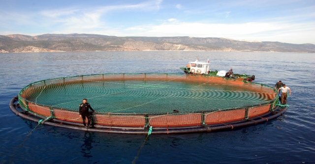 Mersinde 60In Üzerinde Balık Çiftliği Kurulacak