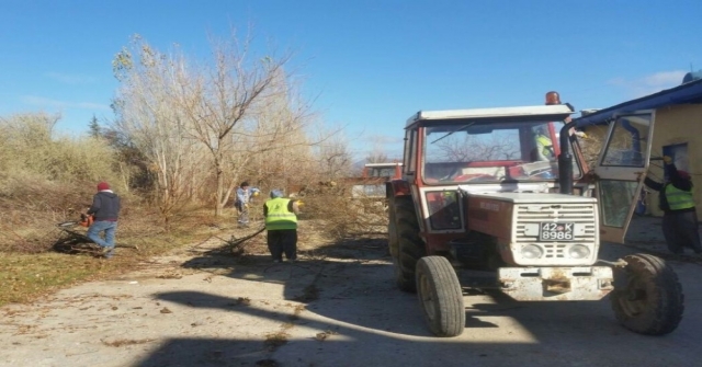 Seydişehir Belediyesi Ağaçları Buduyor