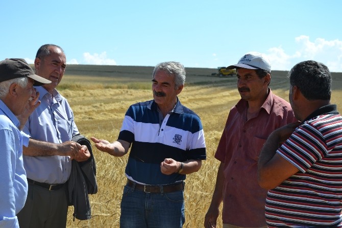 Kulu’da Arpa Hasadına Başlandı