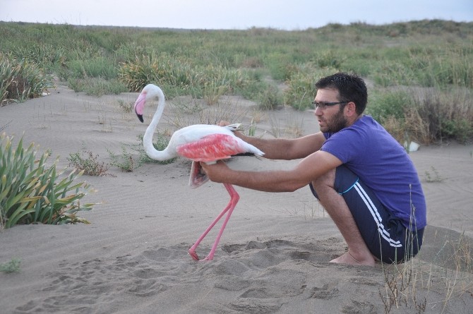 Yaralı Flamingoyu Balıkçılar Kurtardı