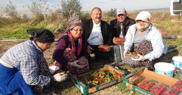 Mersinde Kış Ortasında Açıkta Çilek Hasadı