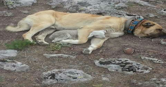 Kangal Köpeğinden Kuzuya Şefkat