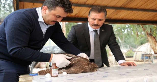 Yaralı Şahine Belediye Ekipleri Sahip Çıktı