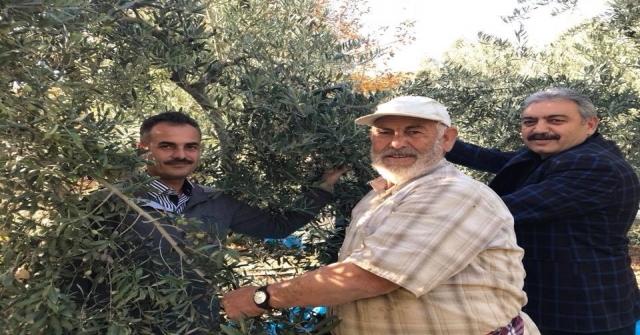 Karamanda Zeytin Üretimi Her Geçen Yıl Artıyor