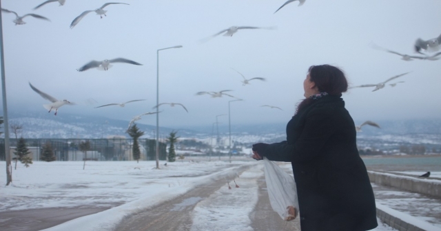 Martıların Göl Sahilinde “Ekmek” Kapma Mücadelesi