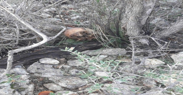 Mersinde Çalılık Alanda Bir İnsana Ait Kemik Parçaları Bulundu