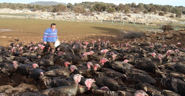 Konyada Yılbaşından Sonra Hindi Satışı Da Fiyatı Da Düştü