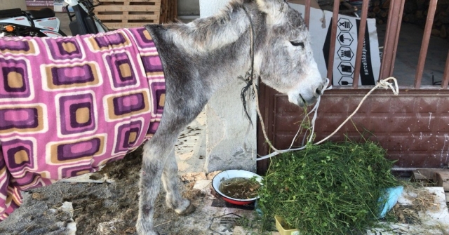 Yıllarca Kullandı, Sakatlanınca Ölüme Terk Etti