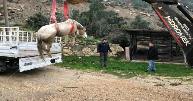 Dereye Düşen Sahipsiz Atı İtfaiye Kurtardı