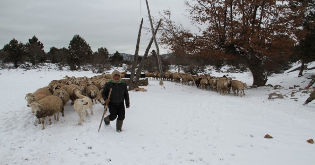 Koyun Sürülerinin Kar Üzerinde Su Yolculuğu