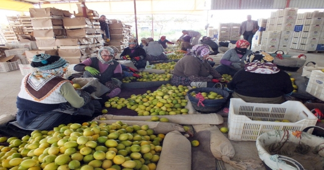 Limon Tezgahlarının Yükünü Kadınlar Çekiyor