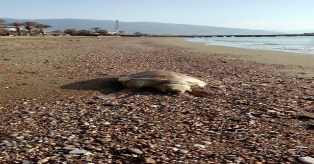 Mersinde Caretta Caretta Sahile Vurdu