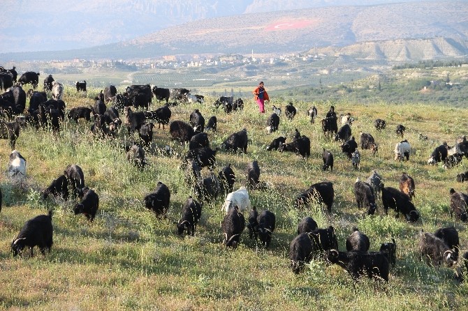 (Özel Haber) Sarıkeçili Yörüklerinin Yayla Göçü Başladı