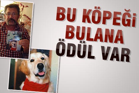 Köpeğini Getireni Para İle Ödüllendirecek