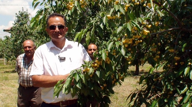 Beyaz Kiraz Üreticisi Düşük Fiyattan Rahatsız