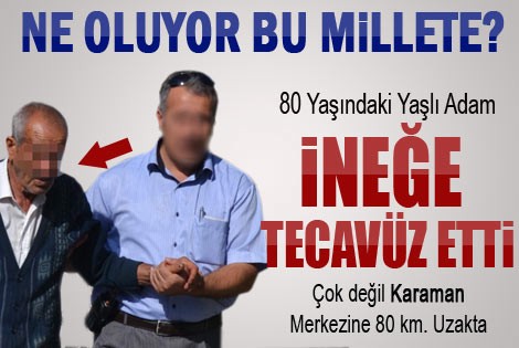 80 Yaşındaki adam ineğe tecavüz etti