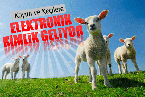 Koyun ve keçilere elektronik kimlik geliyor