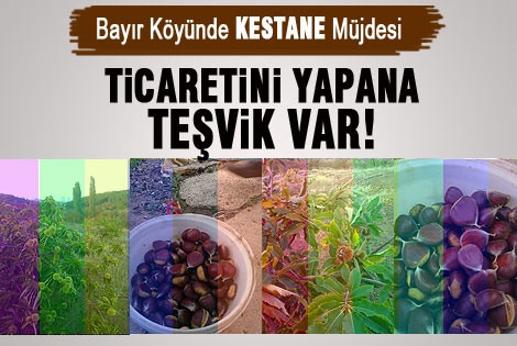 Bayır köyünde dikilen kestane fidanları ilk meyvelerini verdi