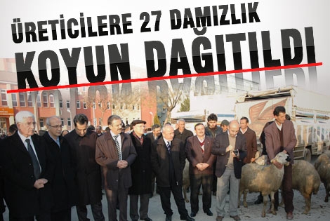 Üreticilere 27 damızlık koyun dağıtıldı